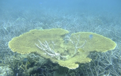 油井小島サンゴ礁